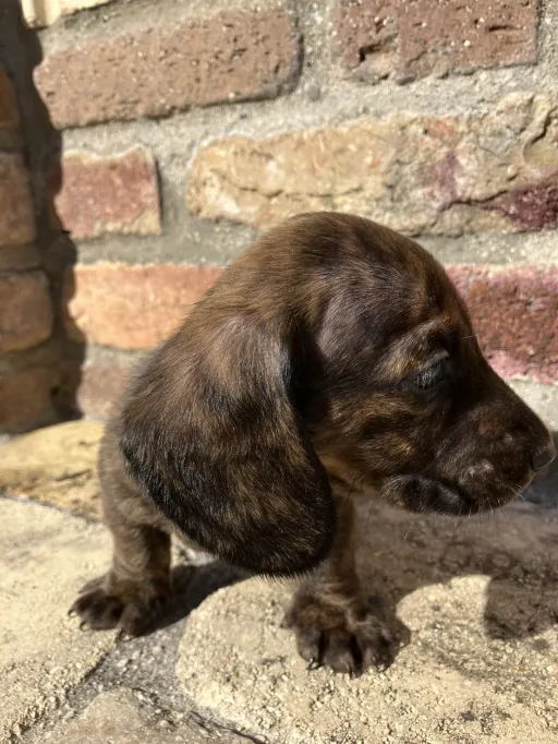 ダックスフンドの子犬販売 画像1