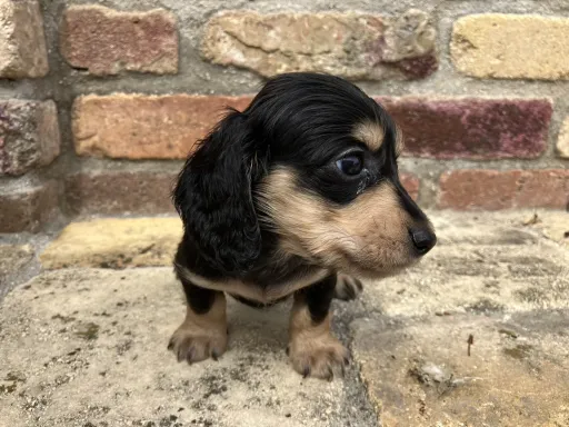 ダックスフンドの子犬販売 画像1