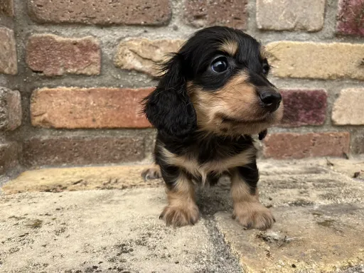 ダックスフンドの子犬販売 画像1