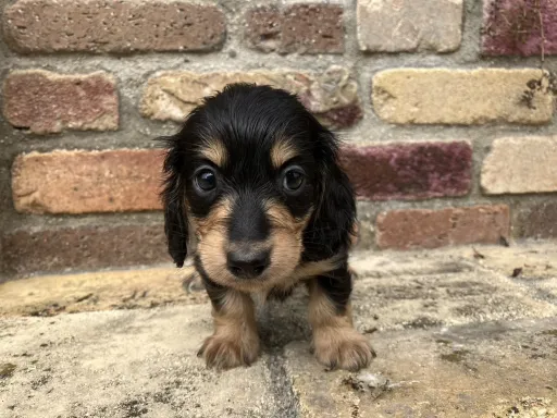 ダックスフンドの子犬販売 画像1