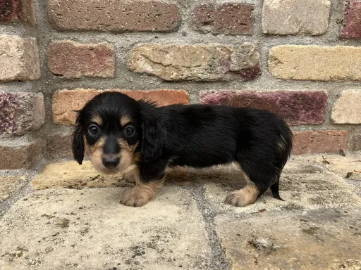 ダックスフンドの子犬販売 画像1