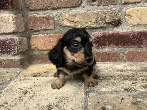 ダックスフンドの子犬販売 画像1