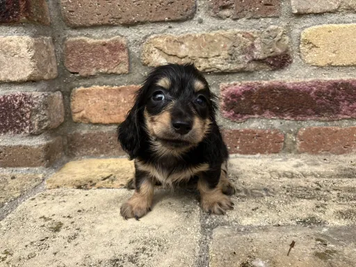 ダックスフンドの子犬販売 画像1