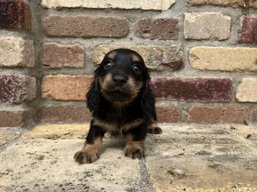 ダックスフンドの子犬販売 画像1