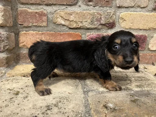 ダックスフンドの子犬販売 画像1