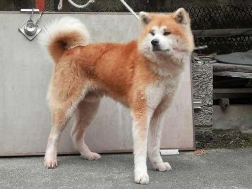 秋田犬の子犬販売 画像1