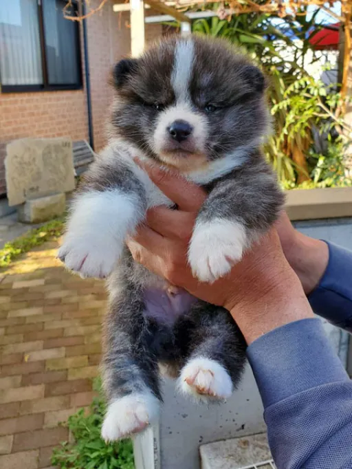 秋田犬の子犬販売 画像1