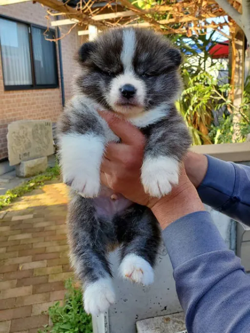 秋田犬の子犬販売 画像1