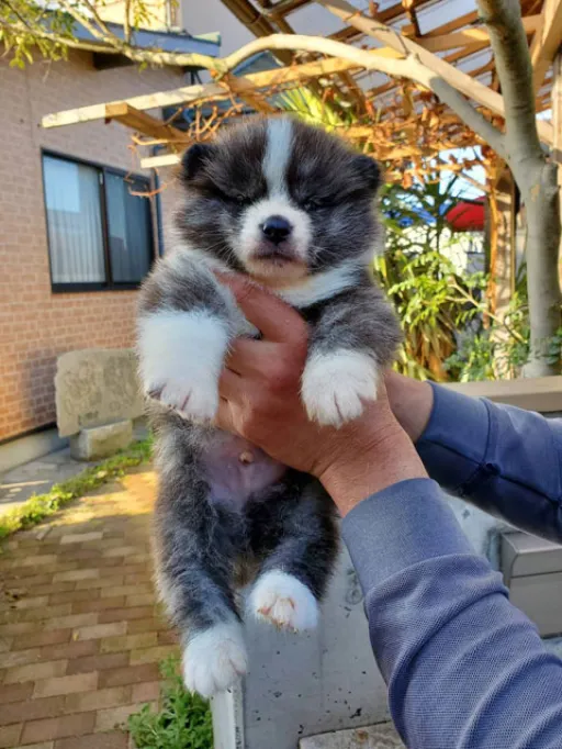 秋田犬の子犬販売 画像1