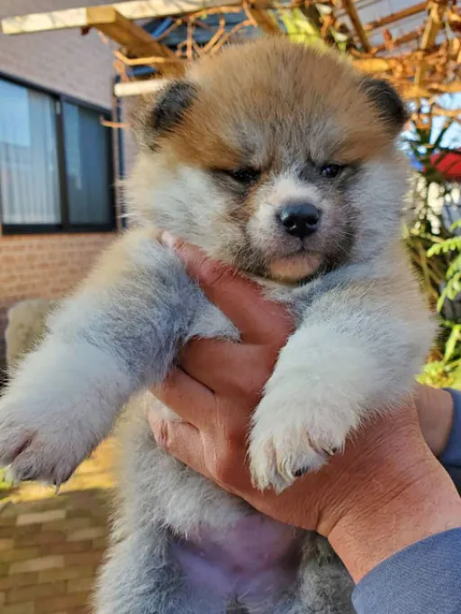 秋田犬の子犬販売 画像1