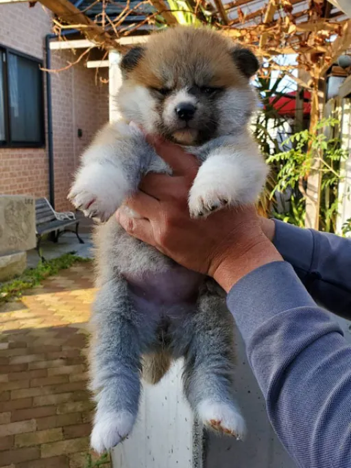 秋田犬の子犬販売 画像1