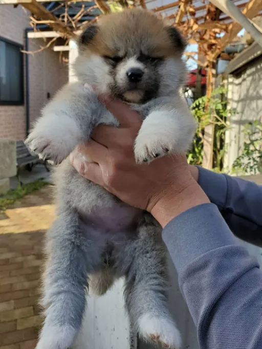 秋田犬の子犬販売 画像1