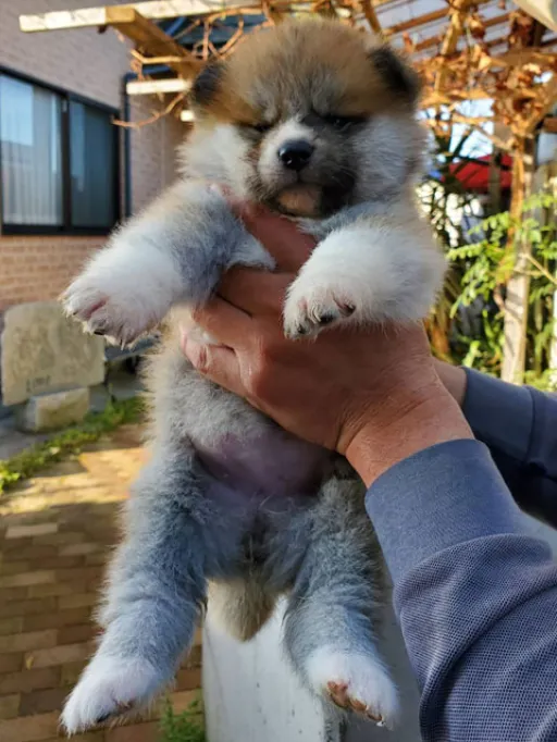 秋田犬の子犬販売 画像1