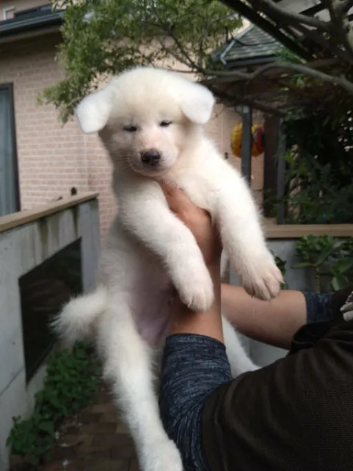 秋田犬の子犬販売 画像1