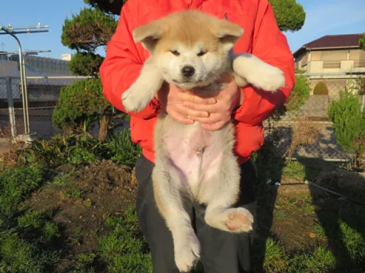 秋田犬の子犬販売 画像1