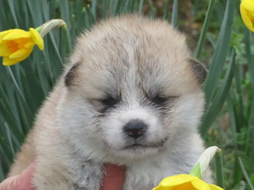 秋田犬の子犬販売 画像1