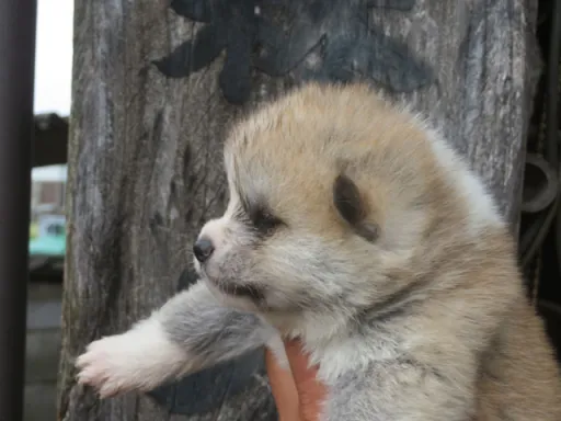 秋田犬の子犬販売 画像1