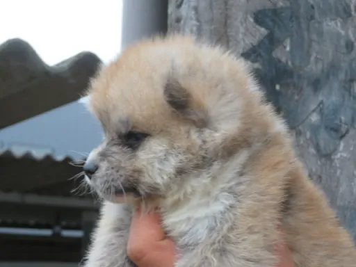 秋田犬の子犬販売 画像1