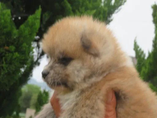 秋田犬の子犬販売 画像1