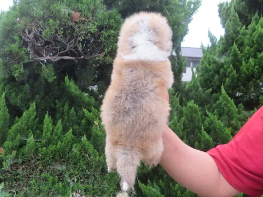 秋田犬の子犬販売 画像1