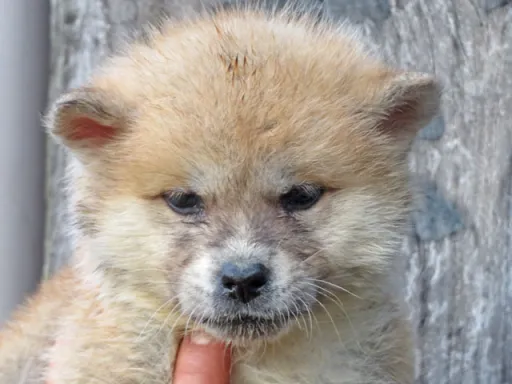 秋田犬の子犬販売 画像1