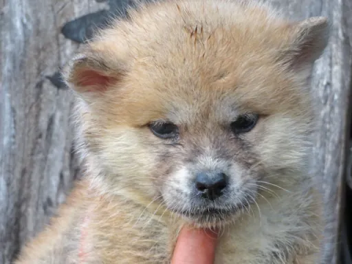 秋田犬の子犬販売 画像1