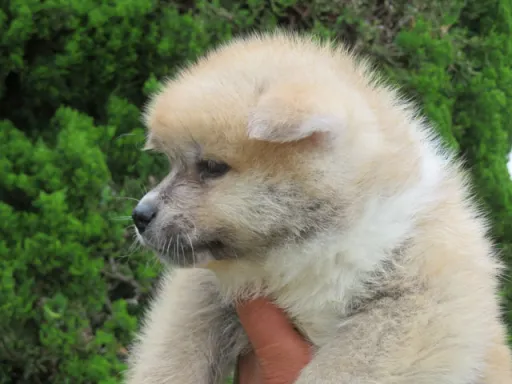 秋田犬の子犬販売 画像1