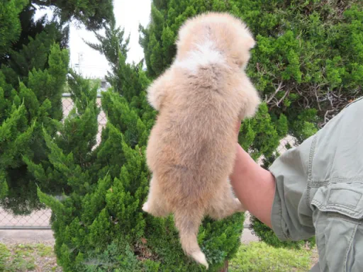 秋田犬の子犬販売 画像1