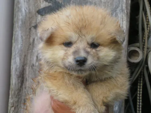 秋田犬の子犬販売 画像1