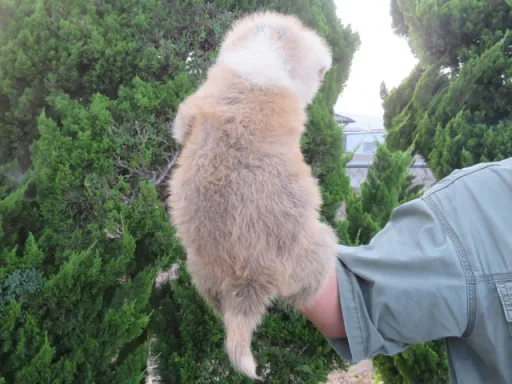 秋田犬の子犬販売 画像1