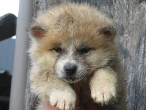 秋田犬の子犬販売 画像1