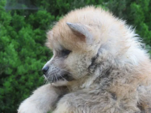 秋田犬の子犬販売 画像1