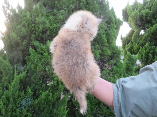 秋田犬の子犬販売 画像1