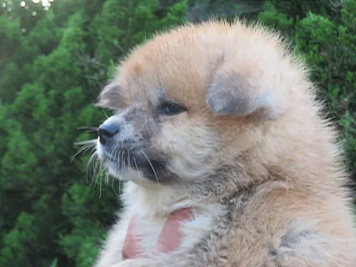 秋田犬の子犬販売 画像1