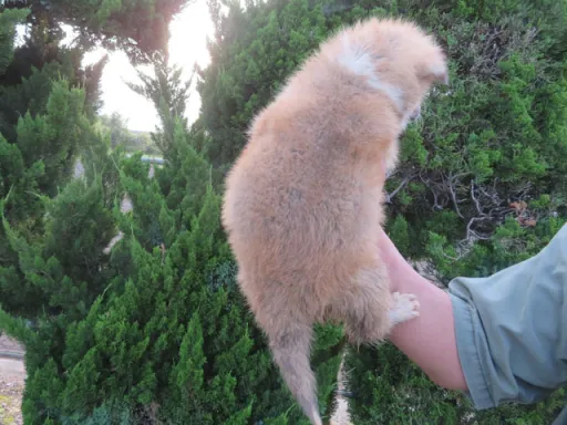 秋田犬の子犬販売 画像1