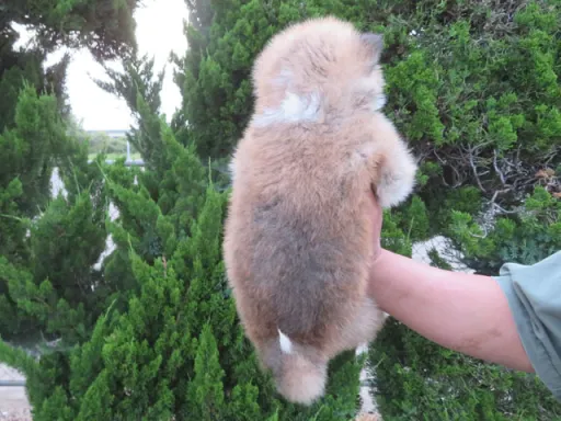 秋田犬の子犬販売 画像1