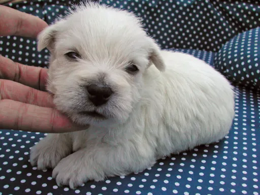 ウエスト・ハイランド・ホワイト・テリアの子犬販売 画像1