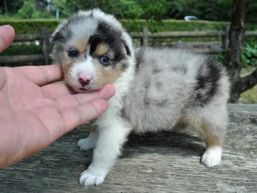 シェットランド・シープドッグの子犬販売 画像1