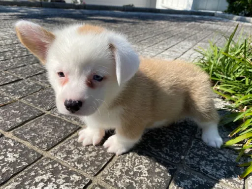 ウェルシュ・コーギー・ペンブロークの子犬販売 画像1