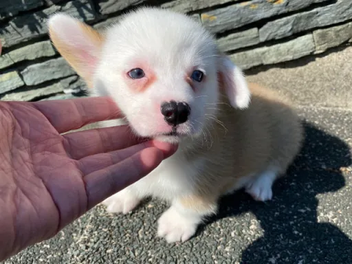 ウェルシュ・コーギー・ペンブロークの子犬販売 画像1