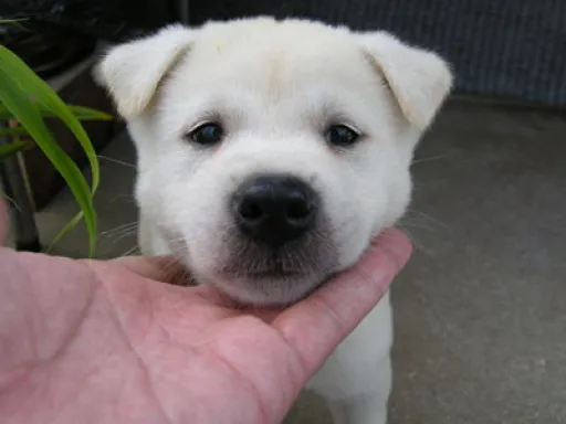 紀州犬の子犬販売 画像1