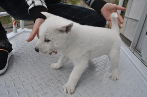紀州犬の子犬販売 画像1
