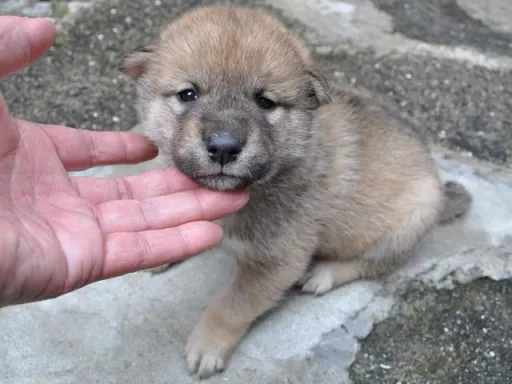 四国犬の子犬販売 画像1