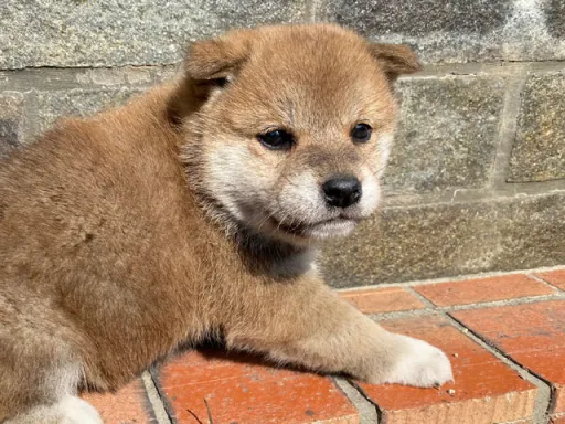 柴犬の子犬販売 画像1