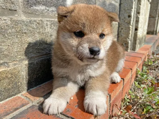 柴犬の子犬販売 画像1