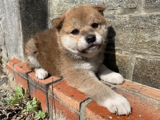 柴犬の子犬販売 画像1