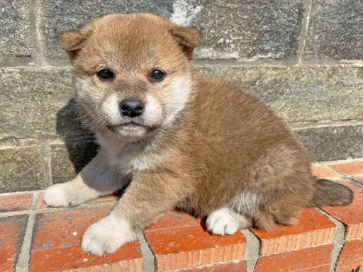 柴犬の子犬販売 画像1