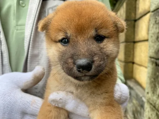 柴犬の子犬販売 画像1