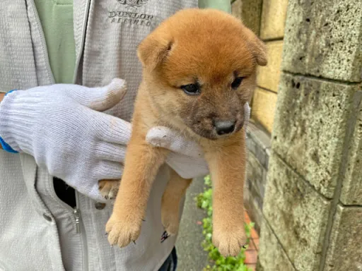 柴犬の子犬販売 画像1