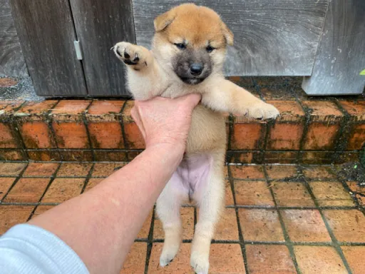 柴犬の子犬販売 画像1